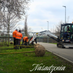 Nowe nasadzenia drzew i roślin na terenie Jarosławia