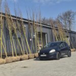 52 drzewa już u nas – czas na nasadzenia